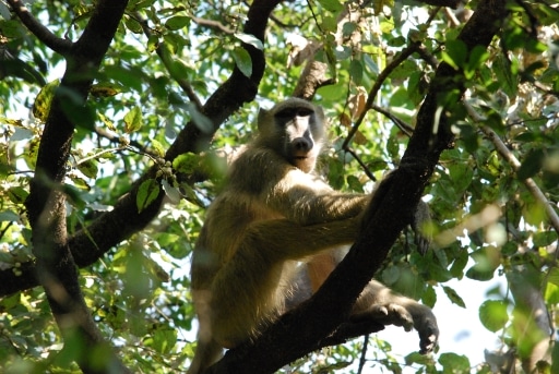 Hurst Expedition 2024 to Cameron's Orphanage 46 Baboon