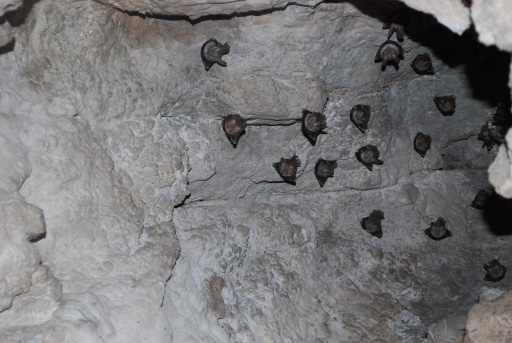 Hurst Expedition 2024 to Cameron's Orphanage 45 Bats in the gorge