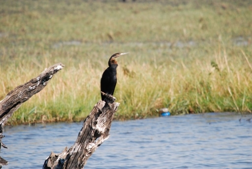 Hurst Expedition 2024 to Cameron's Orphanage 47 Bird 1