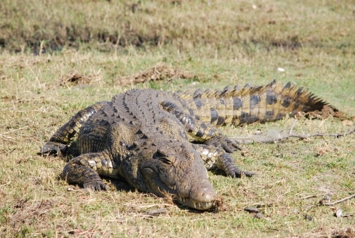 Hurst Expedition 2024 to Cameron's Orphanage 49 Croc 1