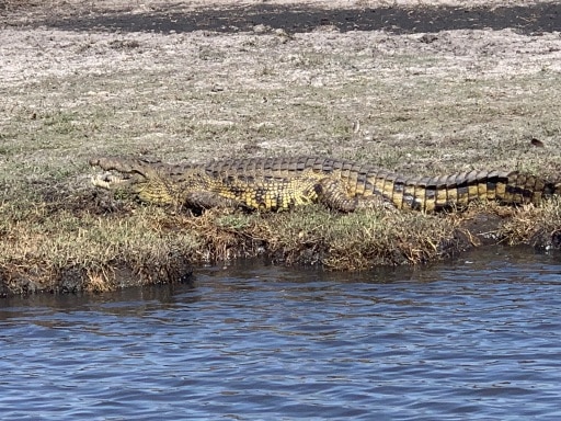 Hurst Expedition 2024 to Cameron's Orphanage 50 Croc mouth open