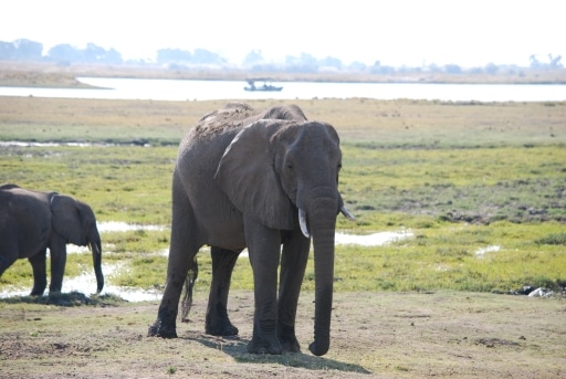 Hurst Expedition 2024 to Cameron's Orphanage 51 Elephant 1