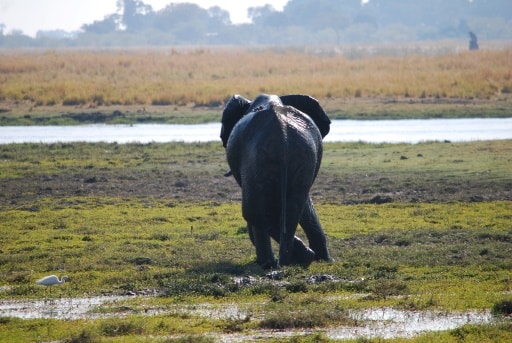 Hurst Expedition 2024 to Cameron's Orphanage 52 Elephant 2