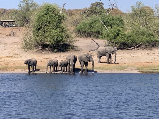 Hurst Expedition 2024 to Cameron's Orphanage 53 Elephants at water