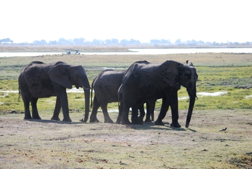 Hurst Expedition 2024 to Cameron's Orphanage 54 Elephants