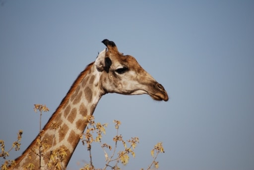 Hurst Expedition 2024 to Cameron's Orphanage 55 Giraffe 2