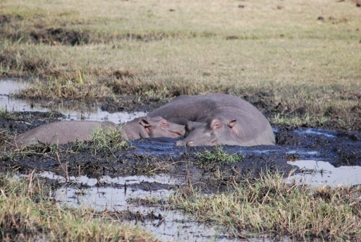 Hurst Expedition 2024 to Cameron's Orphanage 57 Hippos 1