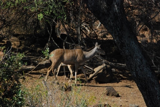 Hurst Expedition 2024 to Cameron's Orphanage 60 Kudu 1