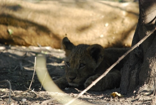 Hurst Expedition 2024 to Cameron's Orphanage 61 Lion cub