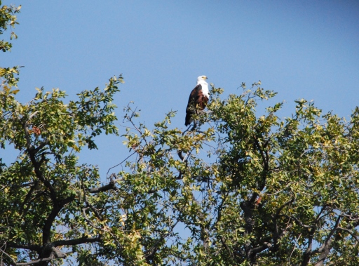 Hurst Expedition 2024 to Cameron's Orphanage 66 Sea eagle