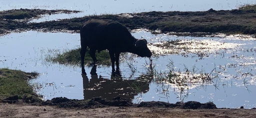 Hurst Expedition 2024 to Cameron's Orphanage 68 Waterbuffalo 2