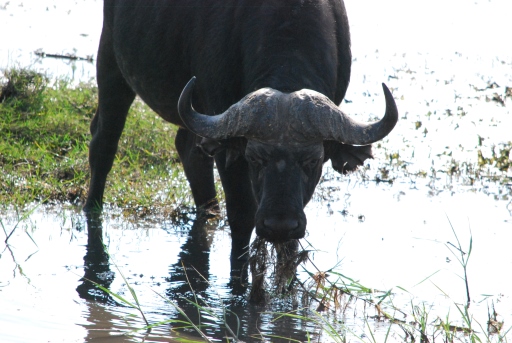 Hurst Expedition 2024 to Cameron's Orphanage 69 Waterbuffalo