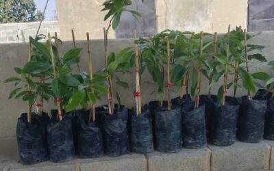 Sustainability - What we are doing to make the Orphanage self sustaining 1 Avacado