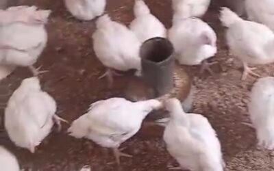 Sustainability - What we are doing to make the Orphanage self sustaining 3 chickens